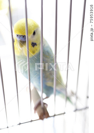 セキセイインコ コンパニオンバード 鳥かご セキセイインコ コンパニオンバード 鳥かご 75953916