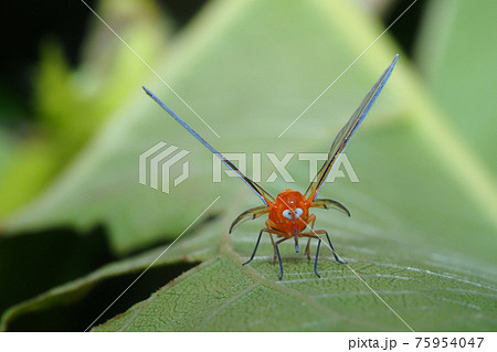 アカハネナガウンカ 75954047