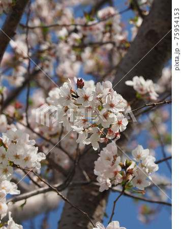 春イメージ(桜の花) 春イメージ(桜の花) 75954153