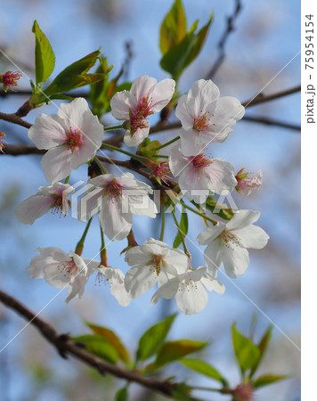 Spring image (Sakura flower) - Stock Photo [75954154] - PIXTA