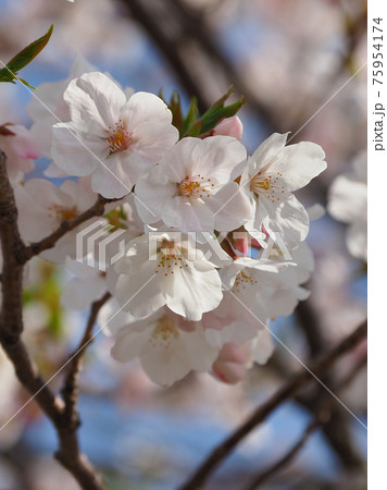 春イメージ（桜の花） 75954174