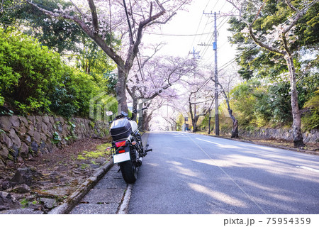 桜の木のトンネルのバイクツーリング 静岡県伊東市八幡野 桜の木のトンネルのバイクツーリング 静岡県伊東市八幡野 75954359