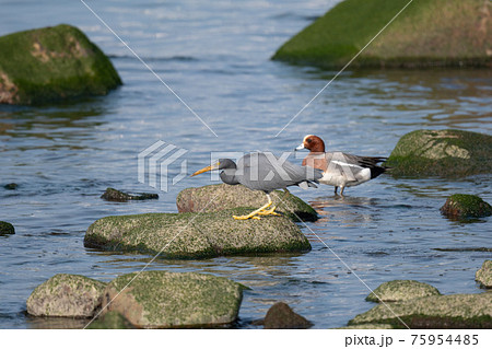 クロサギとヒドリガモ 75954485