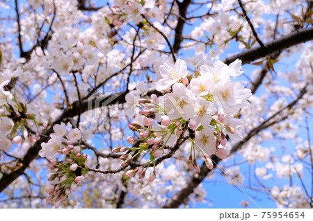 さくら 75954654