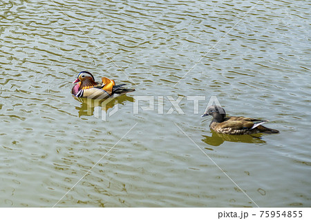 鳥 水鳥 池 75954855