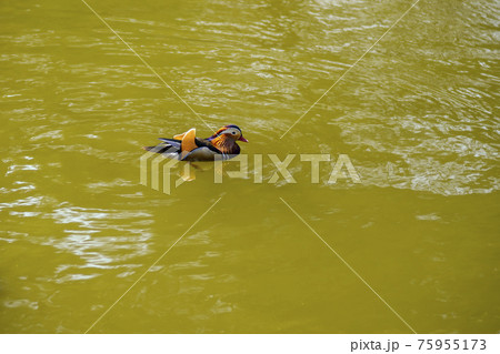 鳥 水鳥 池 75955173