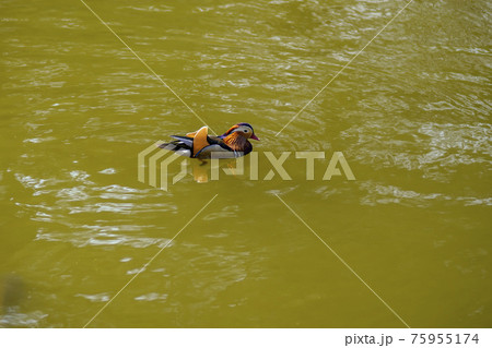 鳥 水鳥 池 75955174