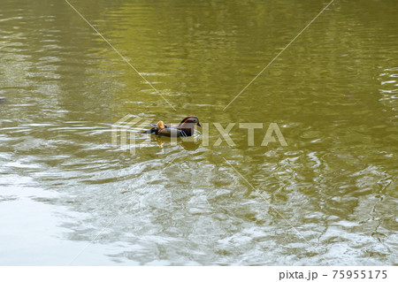 鳥 水鳥 池 75955175