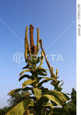 青空に向かって真っすぐ伸びるビロードモウズイカ 75955190