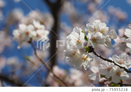 春イメージ(桜の花) 春イメージ(桜の花) 75955218