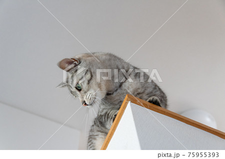 高い場所に登る猫 サバトラ猫 高い場所に登る猫 サバトラ猫 75955393