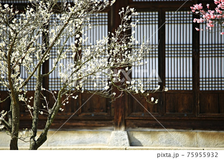 花 万 木 75955932