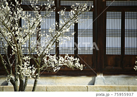 花 万 木 75955937