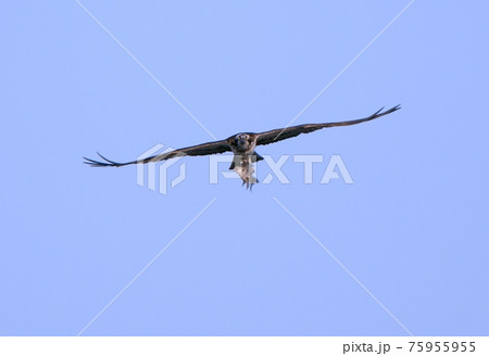魚を掴んで飛翔するミサゴ 75955955