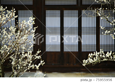 花 万 木 75955956