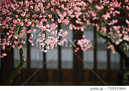 花 万 ピンク 75955964