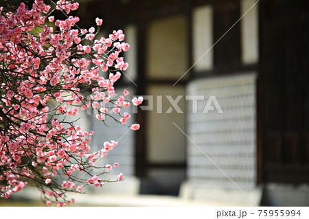 花 万 木 75955994