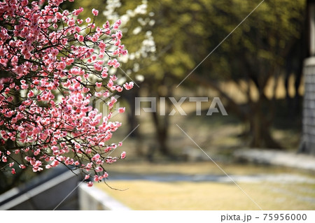 花 万 木 75956000
