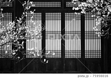 花 植物 万 75956016