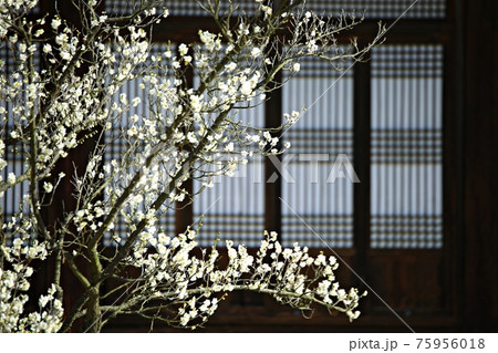 花 万 木 75956018
