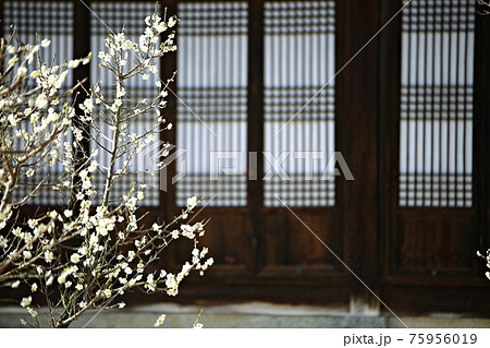花 植物 万 75956019