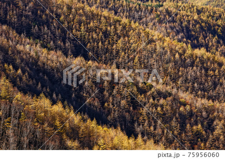 大菩薩連嶺・天狗棚山から見るカラマツの黄葉 75956060