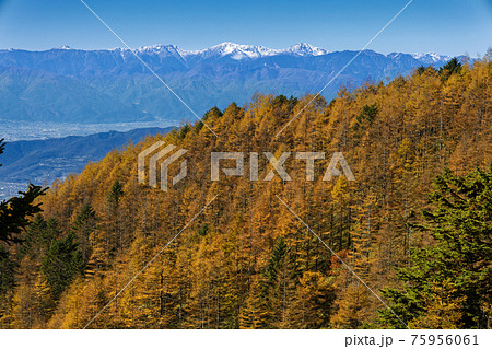 大菩薩連嶺・石丸峠からカラマツの黄葉と白峰三山 75956061