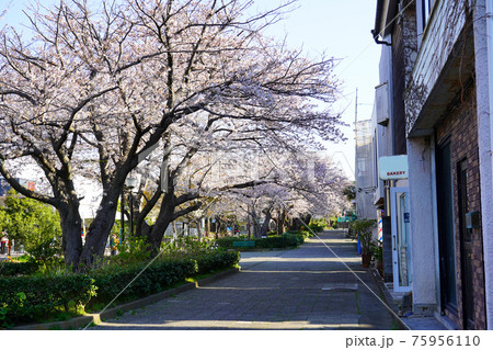 鎌倉の桜 鎌倉の桜 75956110