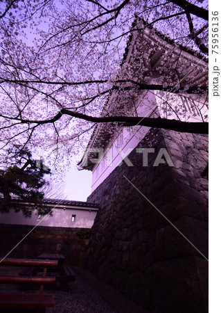 埼玉 城内に咲く桜 埼玉 城内に咲く桜 75956136
