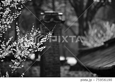 花 万 木 75956190