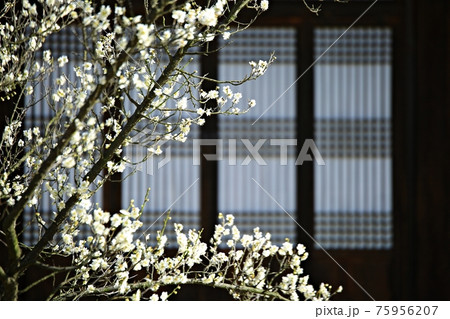 花 万 木 75956207
