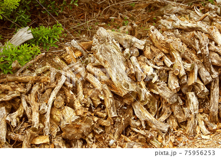 アウトドア(焚き木) アウトドア(焚き木) 75956253