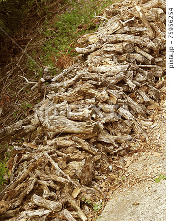 アウトドア(焚き木) 75956254