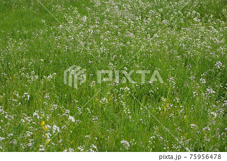 農業イメージ（緑肥） 75956478