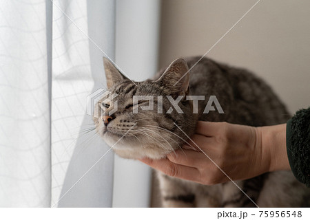 猫と触れ合う　サバトラ猫 75956548