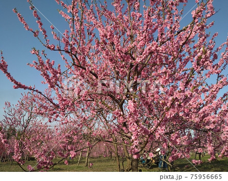 満開鮮やかピンクの桃の花　古河公方公園 75956665