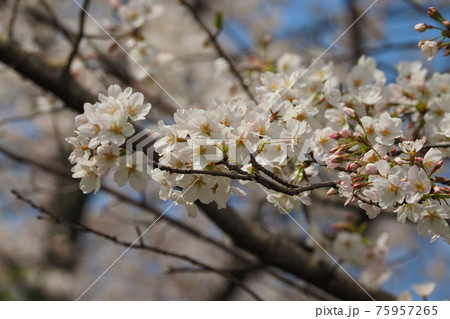 春イメージ(桜の花) 春イメージ(桜の花) 75957265
