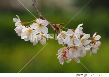 春イメージ（桜の花） 75957308