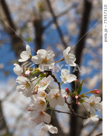 春イメージ（桜の花） 75957310