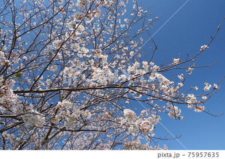 春イメージ(桜の花) 春イメージ(桜の花) 75957635