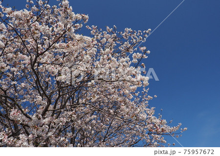 春イメージ(桜の花) 春イメージ(桜の花) 75957672