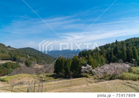 戒長寺から山部赤人の墓へ向かう車道の棚田と桜(額井岳・戒場山の登山コース) 戒長寺から山部赤人の墓へ向かう車道の棚田と桜(額井岳・戒場山の登山コース) 75957809