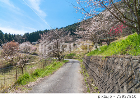戒長寺から山部赤人の墓へ向かう車道の桜（額井岳・戒場山の登山コース） 75957810