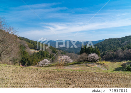 戒長寺から山部赤人の墓へ向かう車道の棚田と桜（額井岳・戒場山の登山コース） 75957811