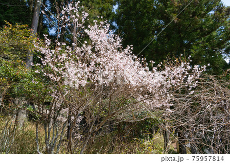 戒長寺の桜(額井岳・戒場山の登山コース) 戒長寺の桜(額井岳・戒場山の登山コース) 75957814