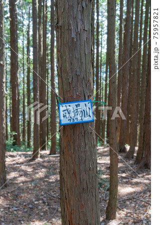 戒場山の山頂（額井岳・戒場山の登山コース） 75957821