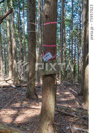 戒場山の山頂（額井岳・戒場山の登山コース） 75957823