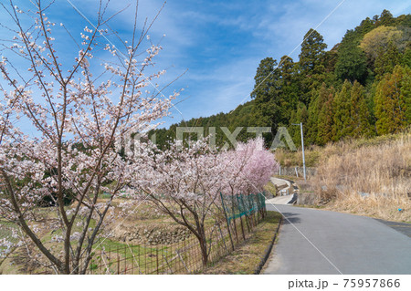十八神社の桜（奈良県宇陀市） 75957866