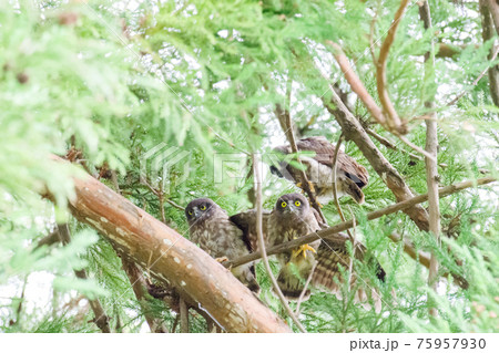 【野鳥】アオバズクの可愛い雛たち~落ちかけた~ 【野鳥】アオバズクの可愛い雛たち~落ちかけた~ 75957930