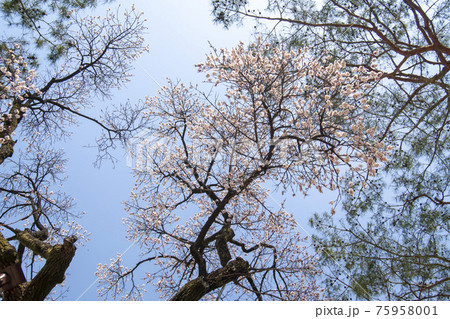 木 花 空 75958001